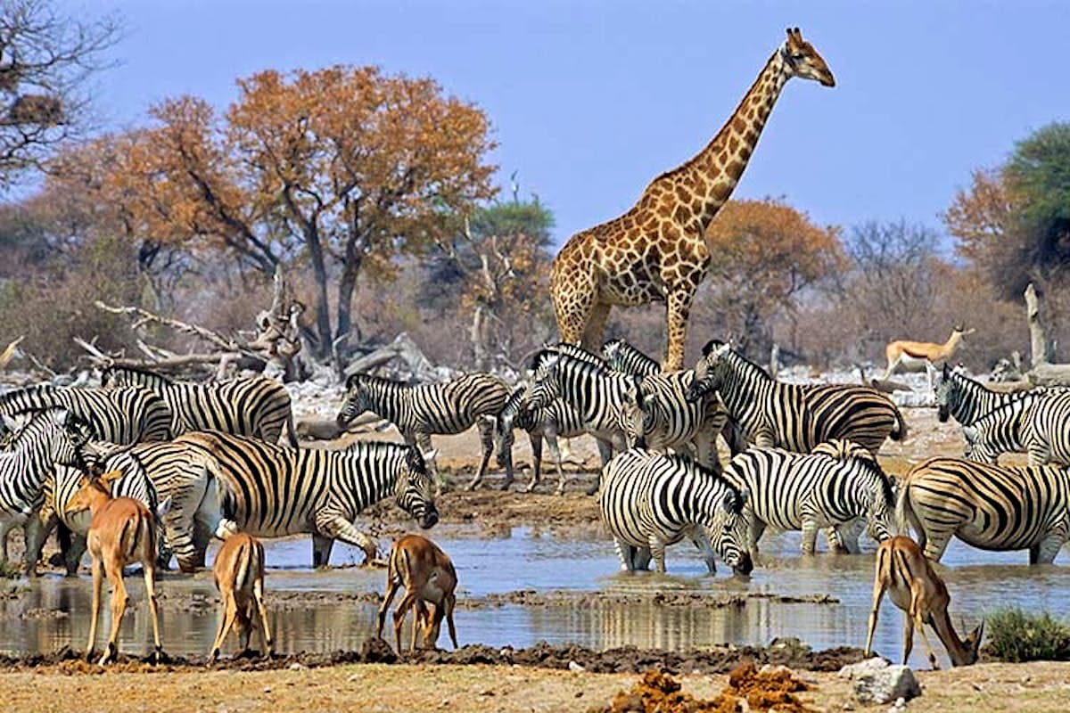 africa